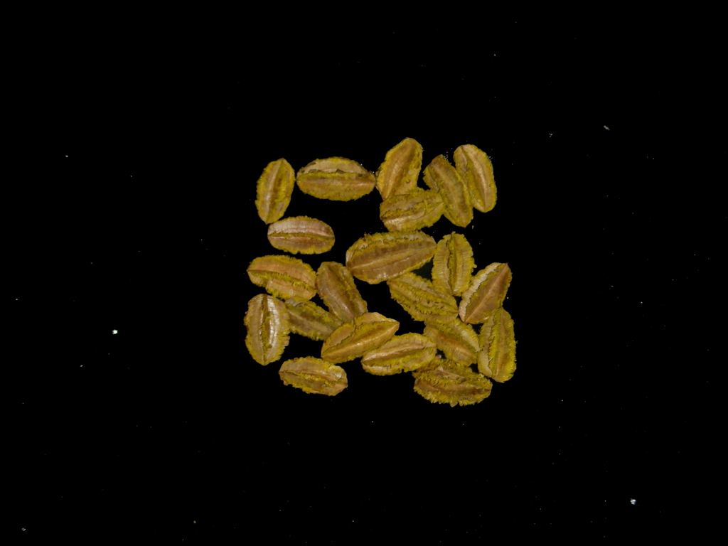 MINI ARJUN DYED YELLOW