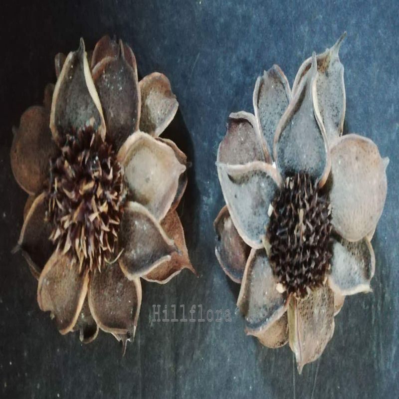COTTON PETAL FLOWER