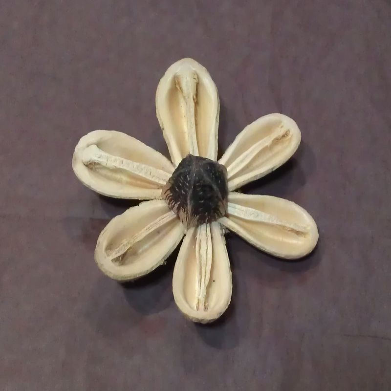 MIKE PETAL FLOWER